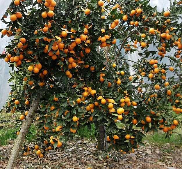 院桥金蛋树出售