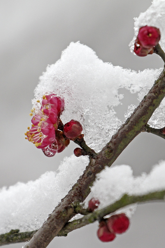 梅花傲雪分享