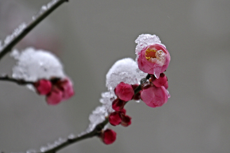 梅花傲雪分享