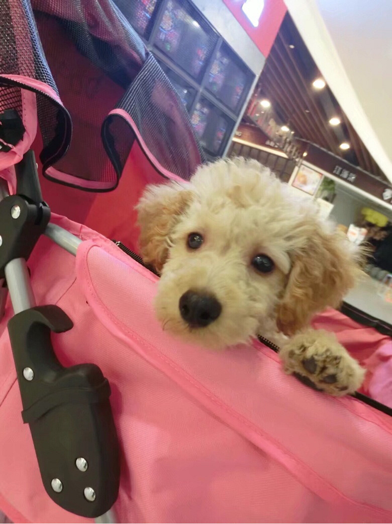 家养泰迪米色公