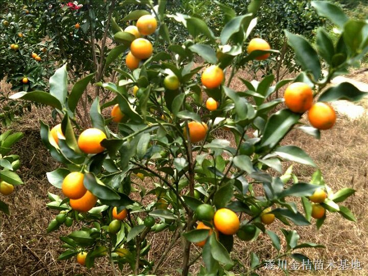 院桥金蛋树出售