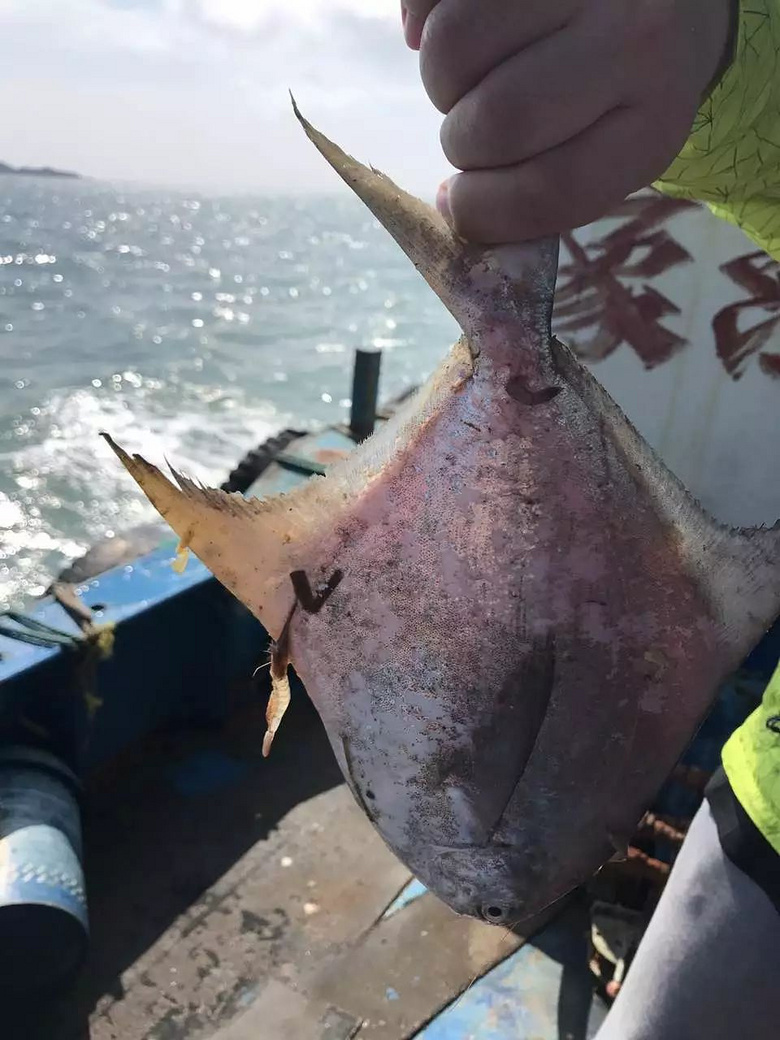 鲳鱼是宁波特产海鲜之一, 刺软且少,肉质鲜嫩.