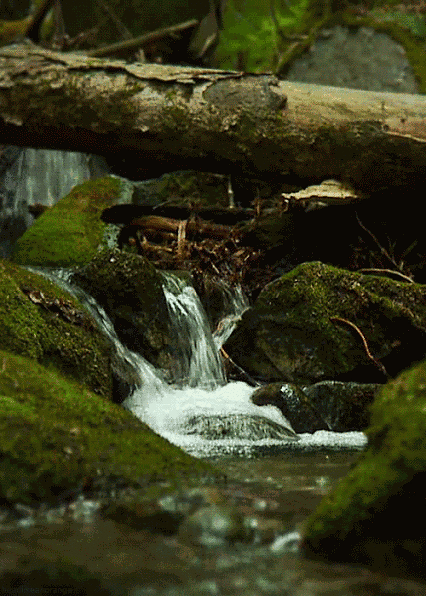 莫干山兩日植樹節(jié)親子游