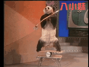 熊猫举杠铃手指钻砖 几十年前的春晚杂技还能这么玩?