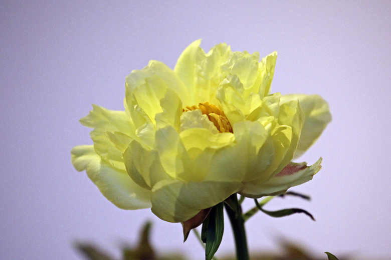 大年初二西湖迎春花展精品牡丹的珍品"金海黄"分享