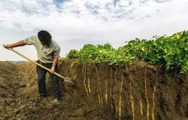 山药生长过程图片大全图片