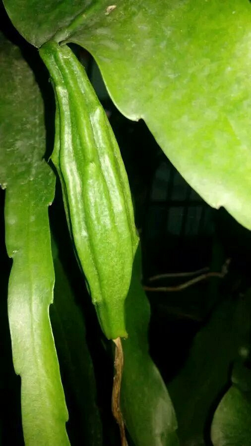 九张图221昙花果子