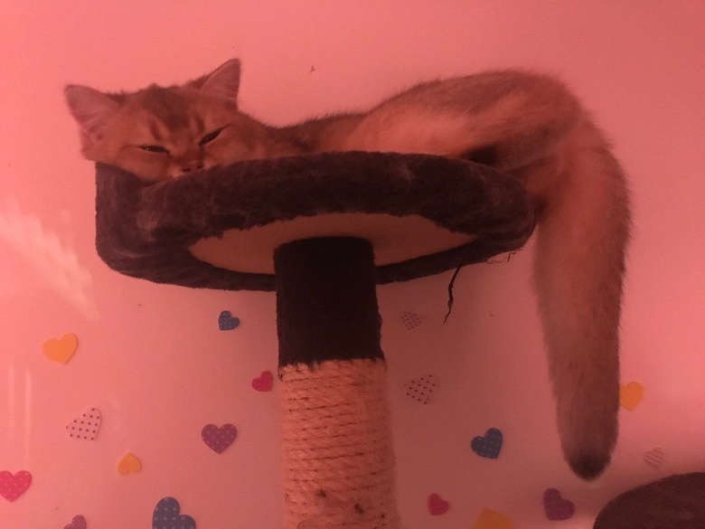 招聘猫保姆(可住家)薪资可观 工作内容轻松