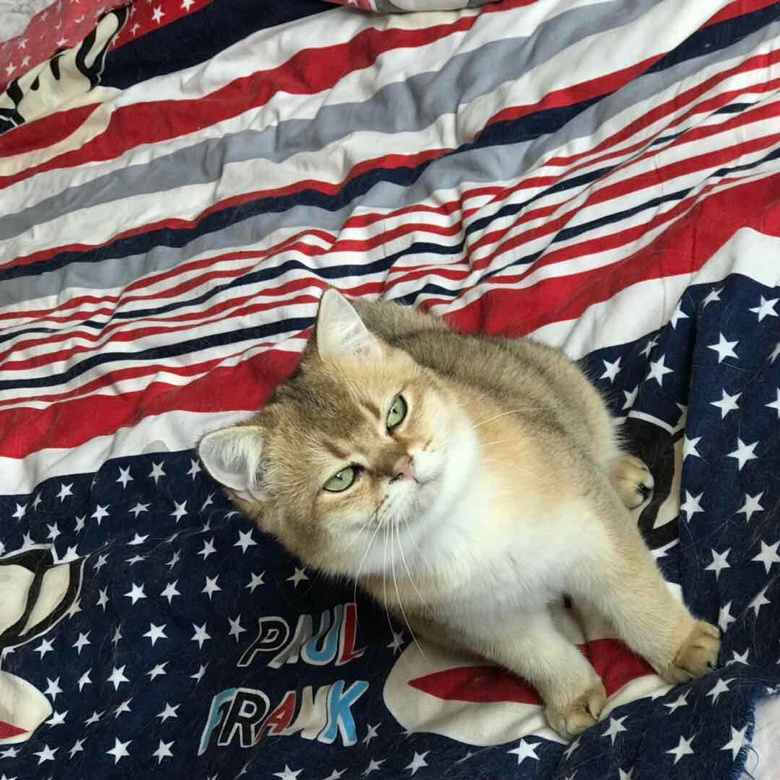 招聘猫保姆(可住家)薪资可观 工作内容轻松