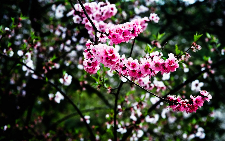 春暖林芝