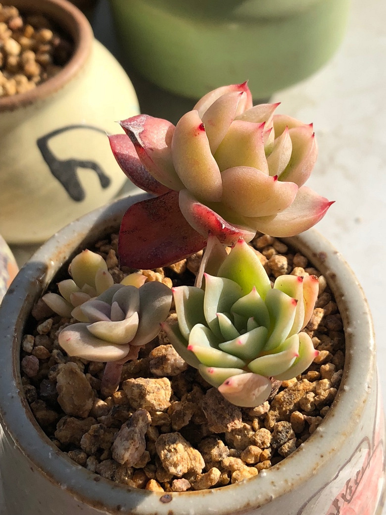 一天能发三贴吧