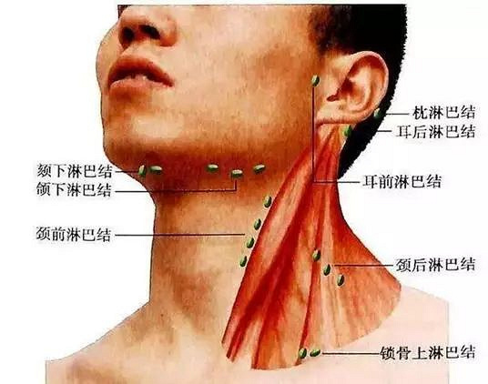 人体脖子结构图及名称图片