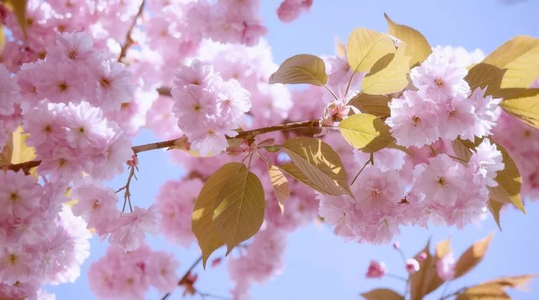 千本樱大赏6天5晚日本深度游春季樱花盛典满足你对春天的期