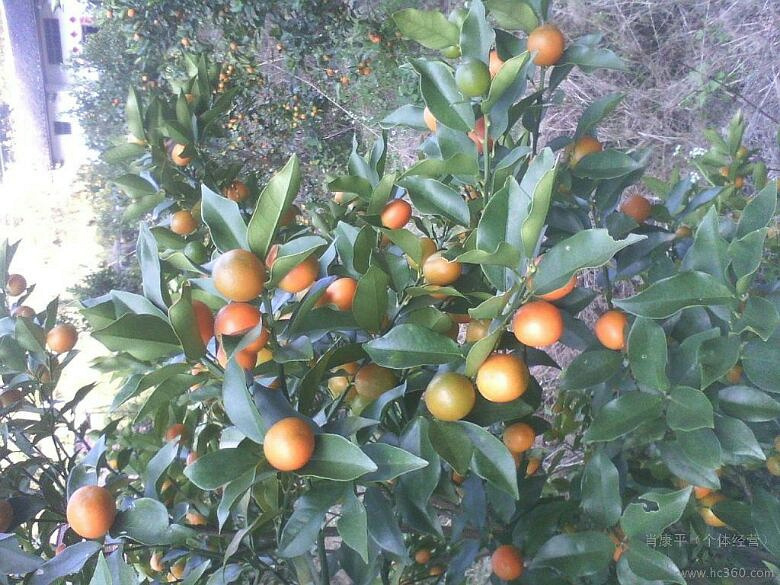 院桥金蛋树出售