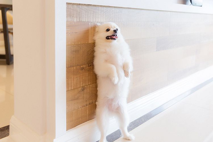 【2018经典案例】时尚北欧