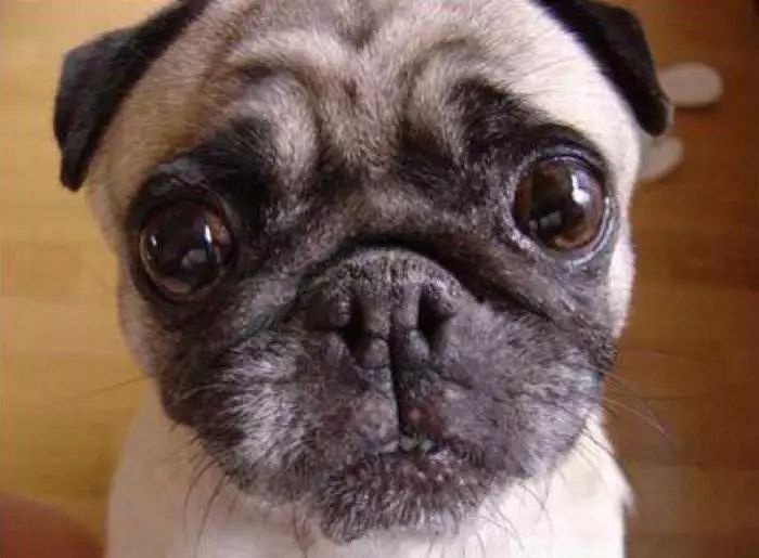 元宵节整个平湖的朋友圈都在传这只狗惊呆了