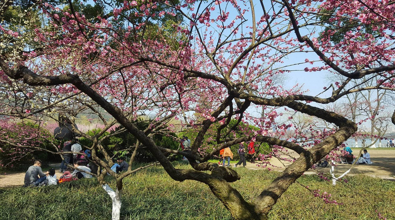 梅花——杭州西湖孤山