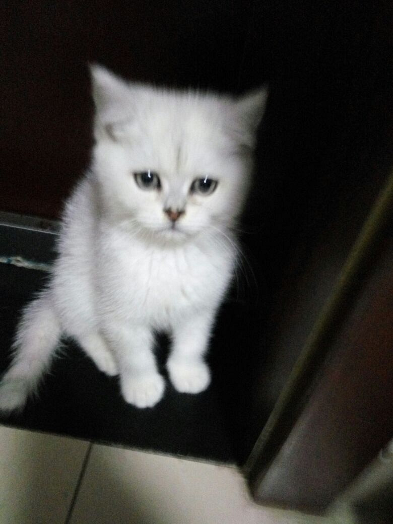 渐层,蓝猫,美短加菲