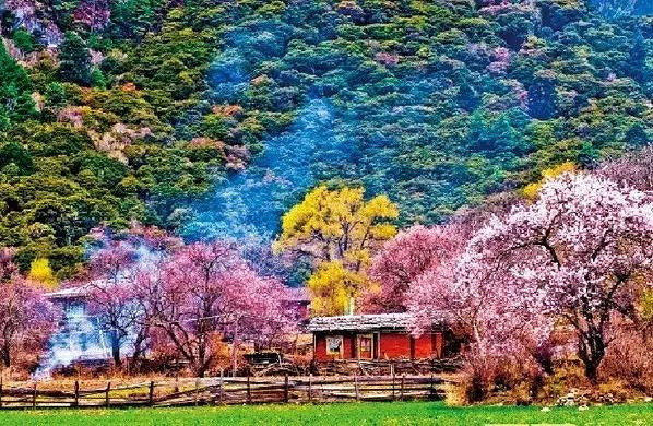大拇指户外遇见川藏春天,金川梨花+林芝桃花花海徜徉