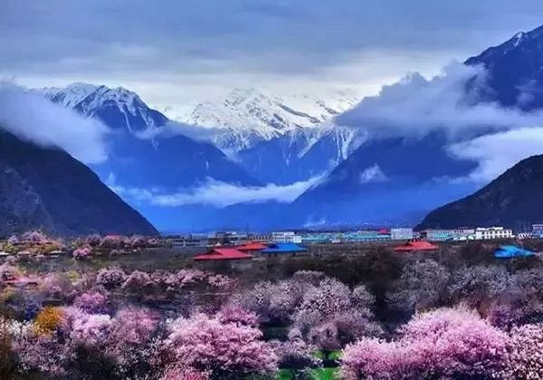 大拇指户外遇见川藏春天,金川梨花+林芝桃花花海徜徉