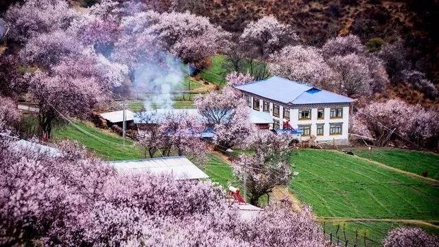 大拇指户外遇见川藏春天,金川梨花+林芝桃花花海徜徉