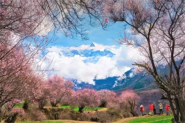 大拇指户外遇见川藏春天,金川梨花+林芝桃花花海徜徉
