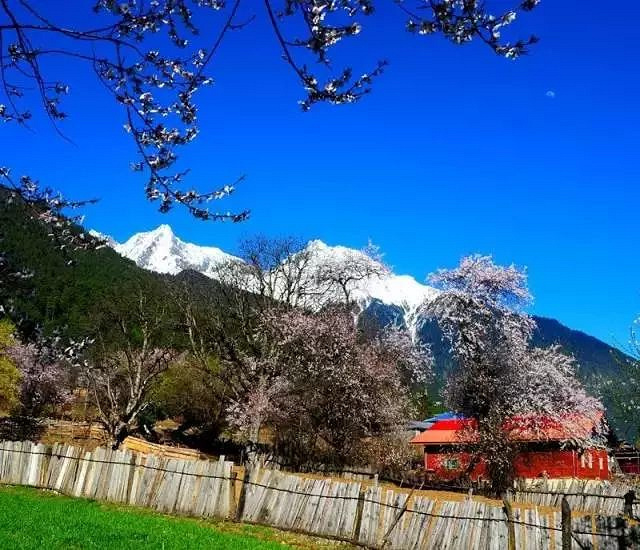 大拇指户外遇见川藏春天,金川梨花+林芝桃花花海徜徉