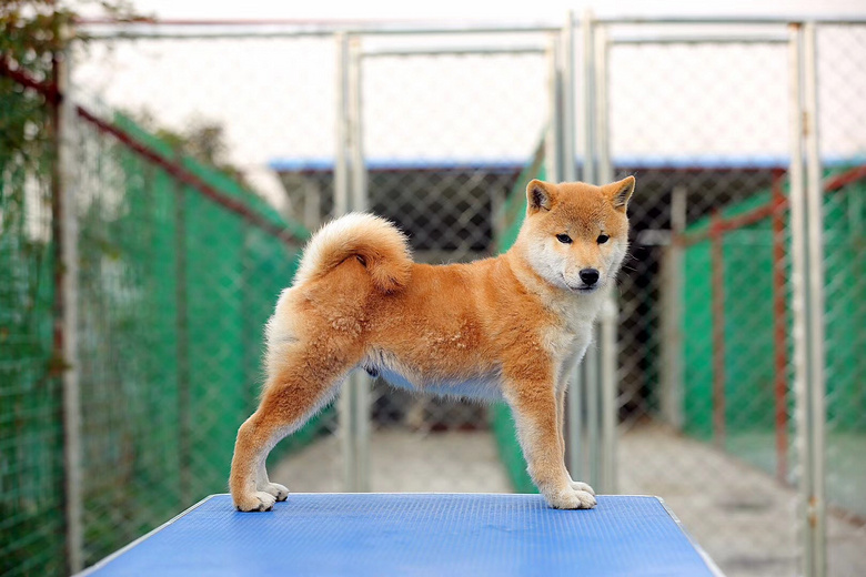 優質秋田柴犬,杭州喬司附近,可以自提