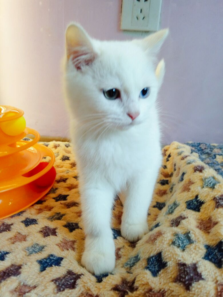 异瞳小白猫找主人