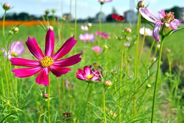 徜徉荻蒲古村花海,探索富春江桐洲岛深度亲子营(2日)