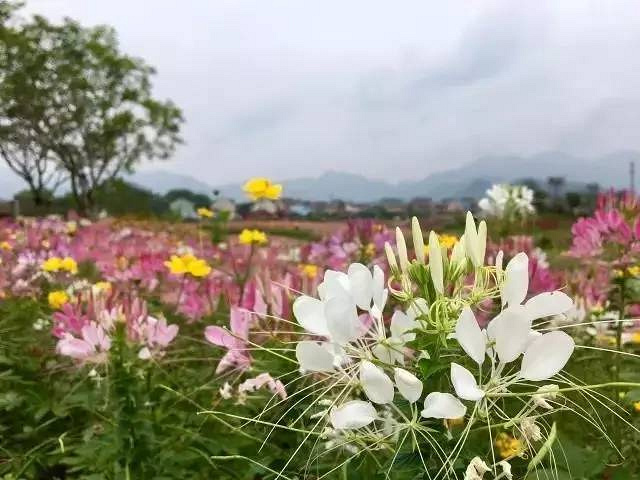徜徉荻蒲古村花海,探索富春江桐洲岛深度亲子营(2日)