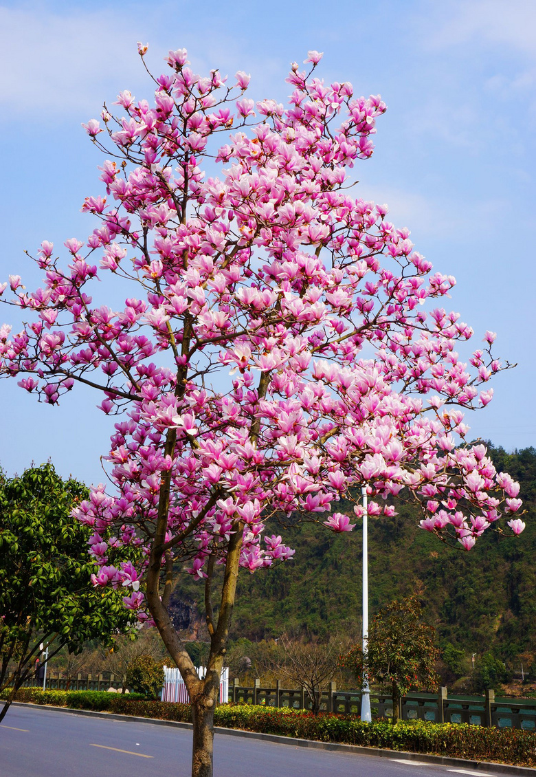 拍拍新安江的玉兰花(一)-风景照-19摄区-杭州19楼