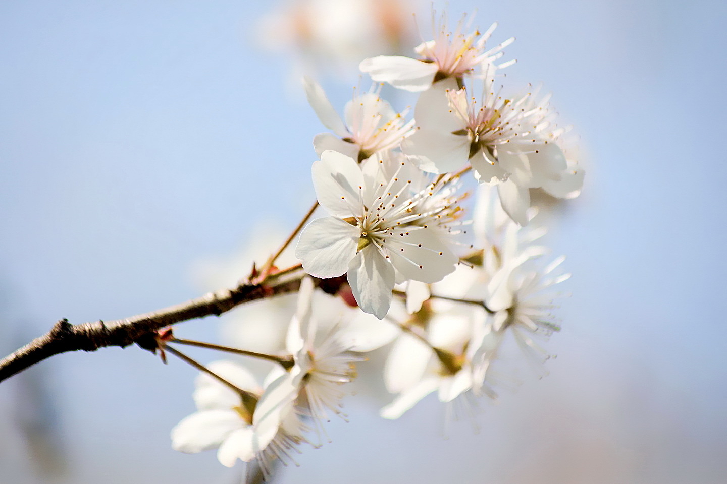 櫻桃花開