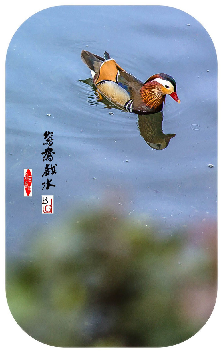 【鸳鸯戏水在西湖春天】-风景照-19摄区-杭州19楼
