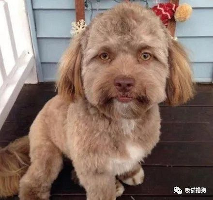 这大概是长得最像人的狗子了!网友:希望今晚