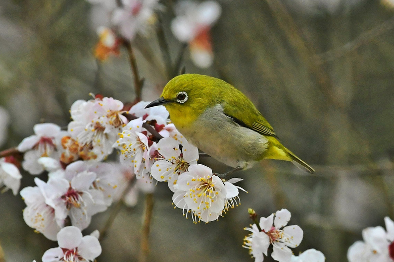 白梅花上的繡眼鳥