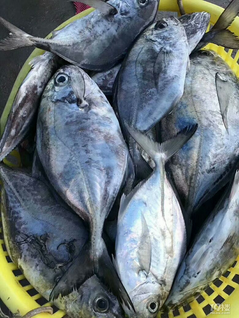 清蒸蓝鲳鱼,好吃的不要不要,东山岛海鲜,我们不一样