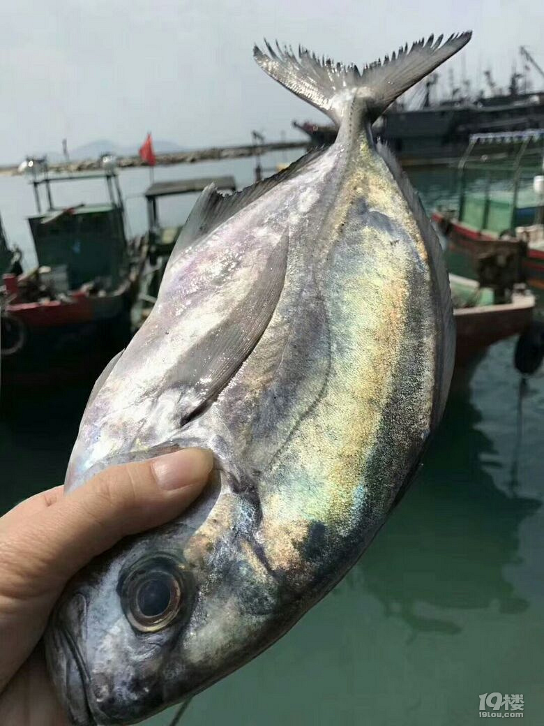 清蒸蓝鲳鱼,好吃的不要不要,东山岛海鲜,我们不一样