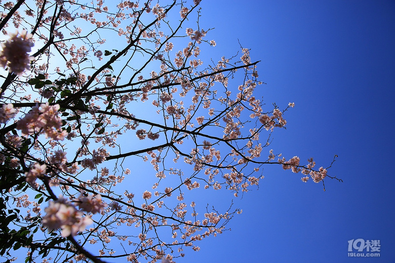 【春游記】+【吳越古道】——櫻花爛漫幾多時