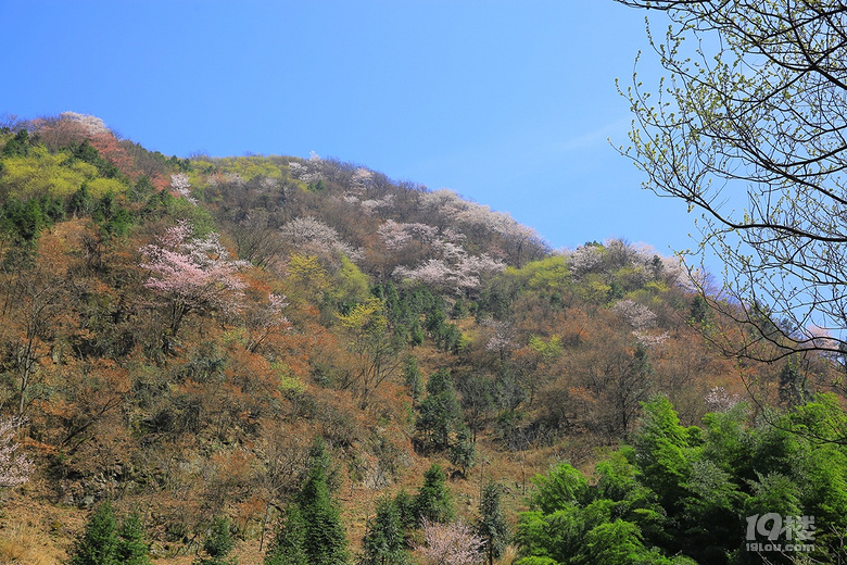 【春游記】+【吳越古道】——櫻花爛漫幾多時