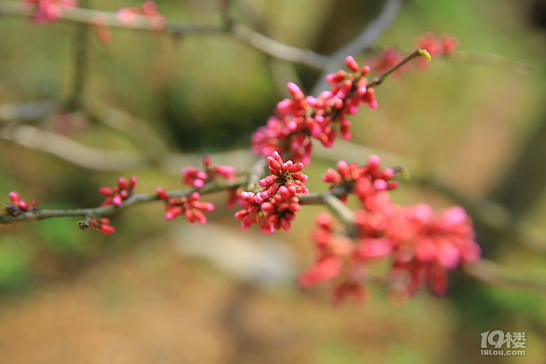 【春游記】+【吳越古道】——櫻花爛漫幾多時