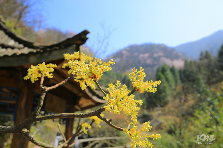 【春游記】+【吳越古道】——櫻花爛漫幾多時