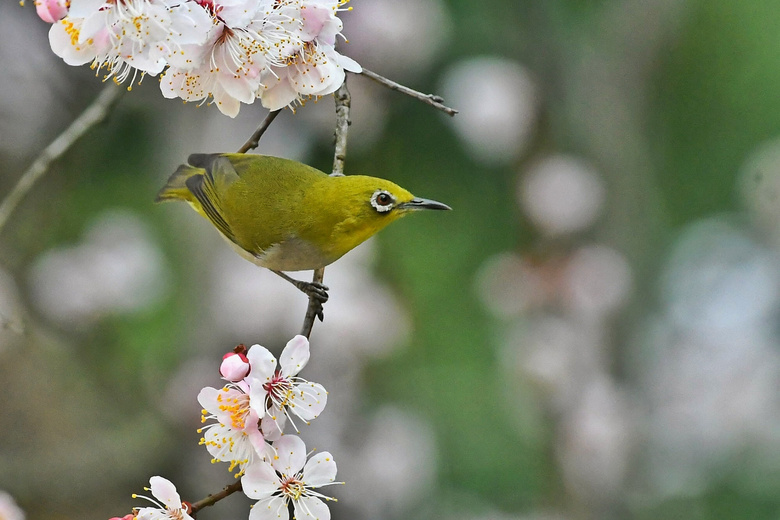 白梅花上的绣眼鸟(3)