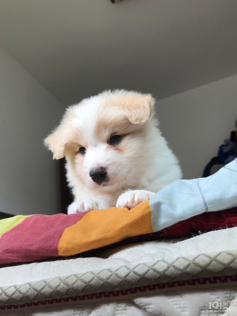 【边牧】家养黄白弟弟寻好心人无偿领养,仅限省内