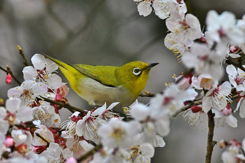 白梅花上的绣眼鸟(5)