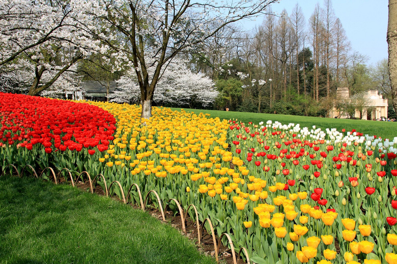 太子湾郁金香,樱花盛开了,美翻了!