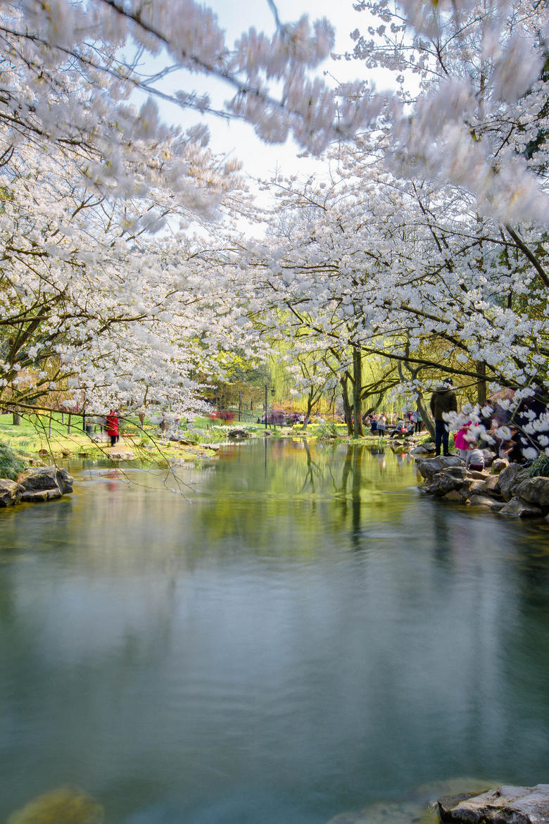 【2018太子湾最美樱花季(3】