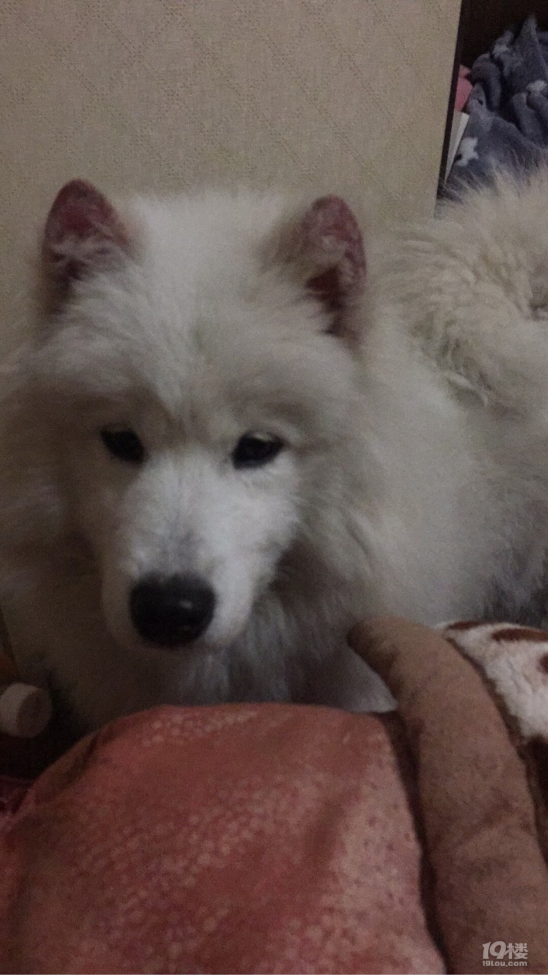 大白你现在还好吗