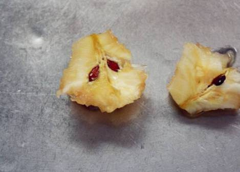 苹果吃完,籽留下