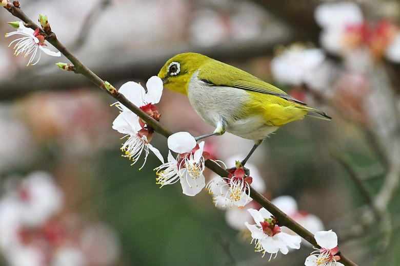 白梅花上的绣眼鸟(8)